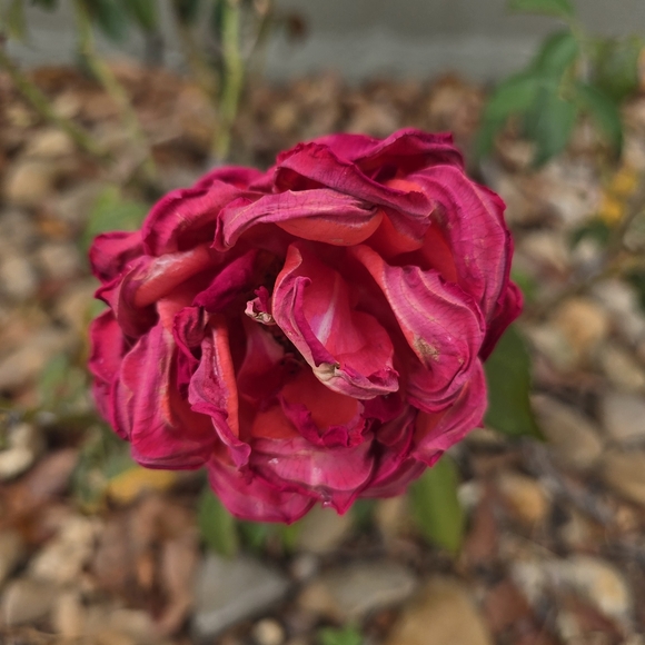 maricarsal